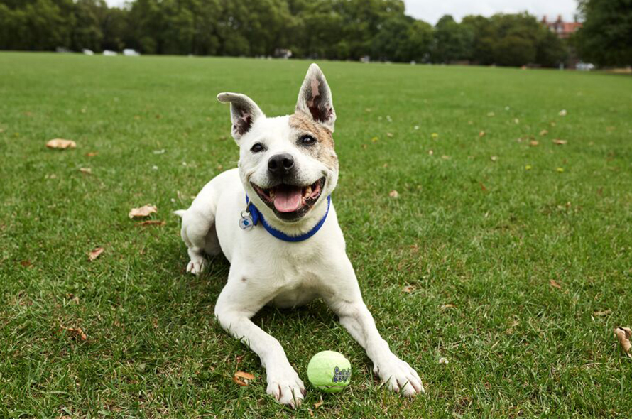 A white dog with a brown patch on their left ear sits on the grass with a tennis ball