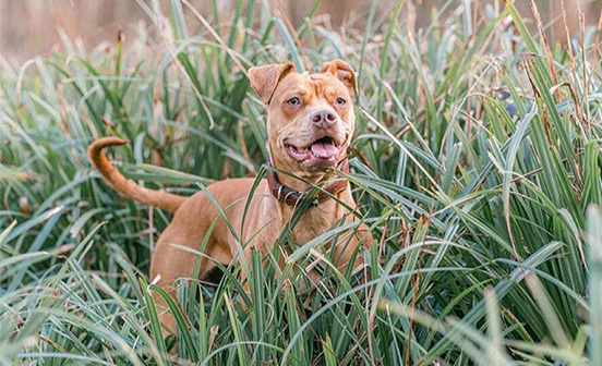 are tobacco plants poisonous to dogs Plants that are poisonous to dogs