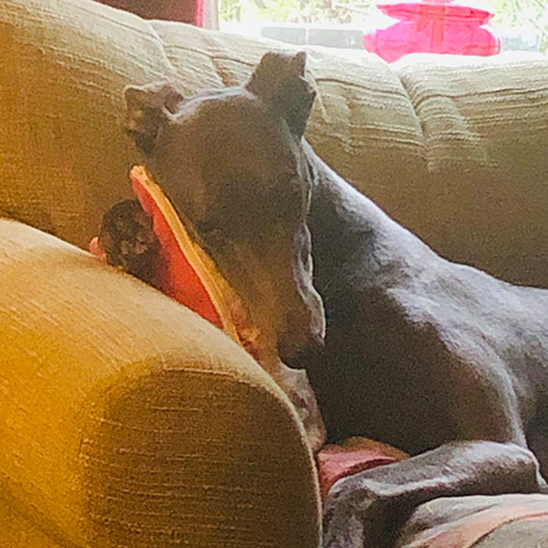 In loving memory of Misty