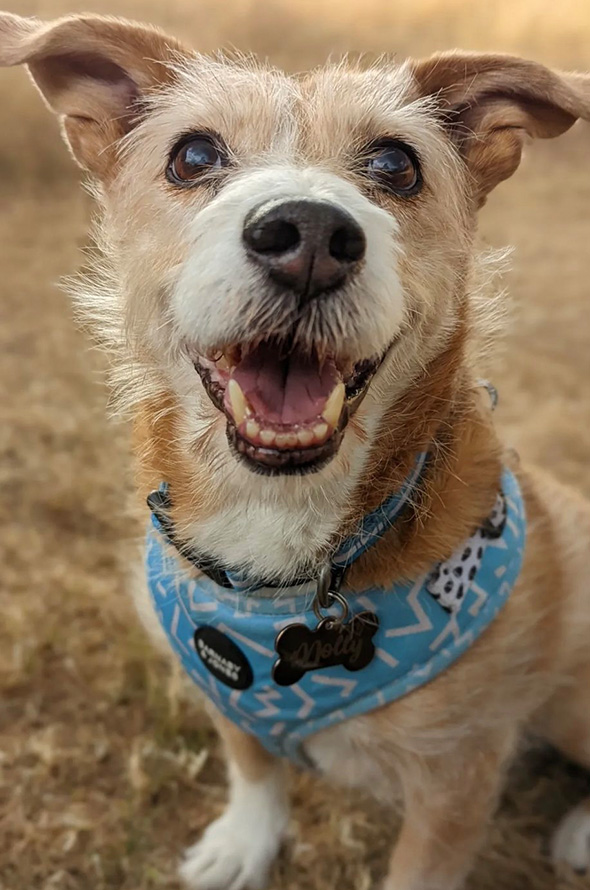 In loving memory of Molly
