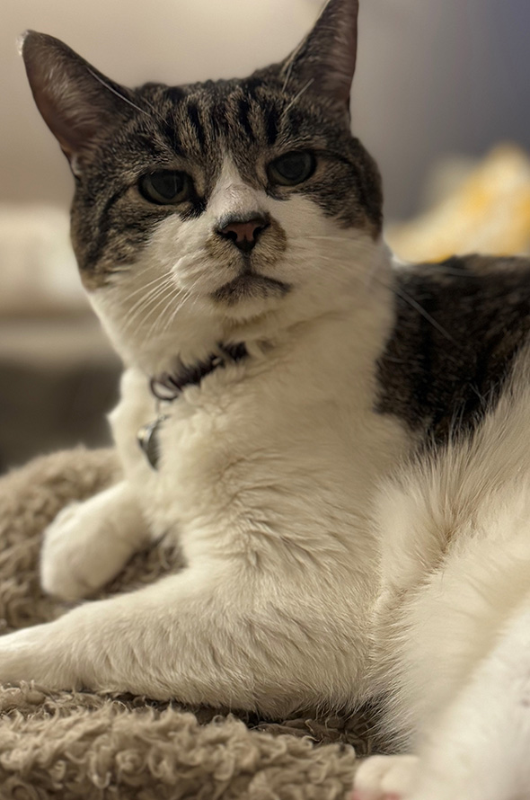 Tabby