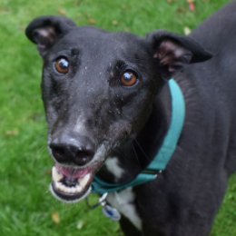 Battersea meet the dogs hot sale