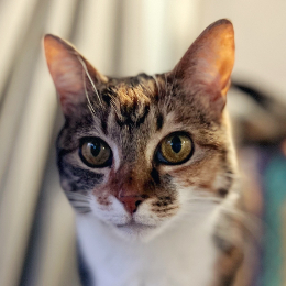 Battersea deals cat adoption