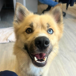 Battersea meet the dogs hot sale