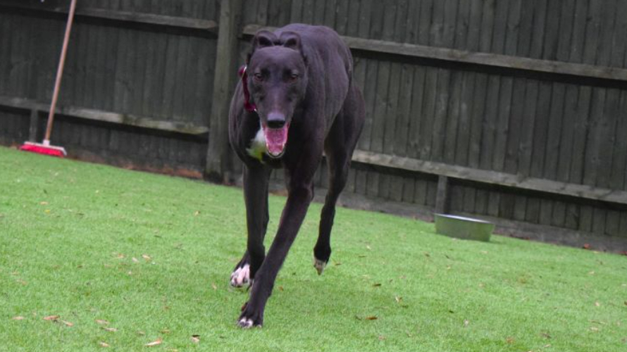 PENELOPE Battersea Dogs & Cats Home