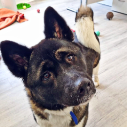 Meet the dogs Battersea Dogs Cats Home