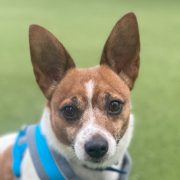 Meet the dogs Battersea Dogs Cats Home
