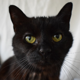 Battersea kittens hot sale for rehoming