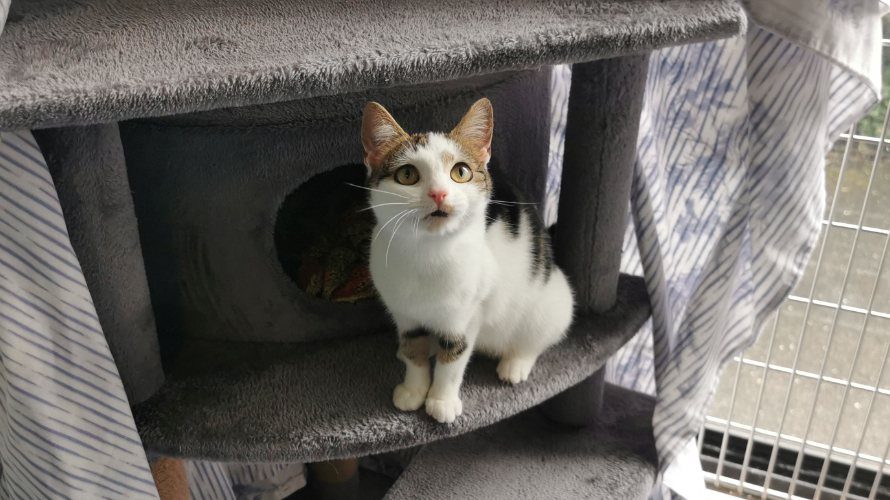 Battersea deals cat adoption