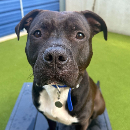 Meet the dogs Battersea Dogs Cats Home