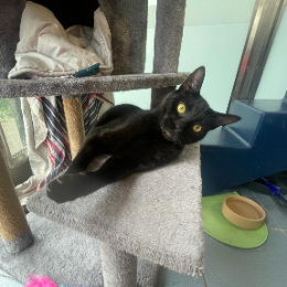 Battersea kittens hot sale for rehoming
