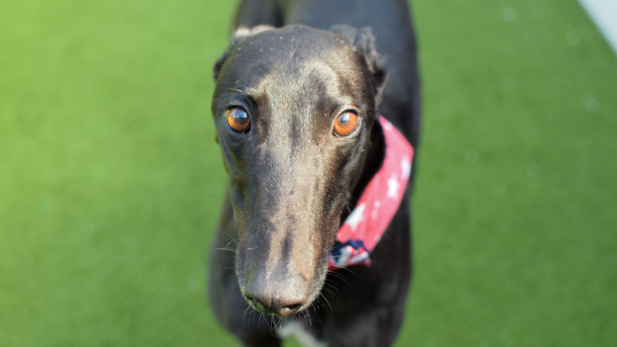 MARCO Battersea Dogs & Cats Home