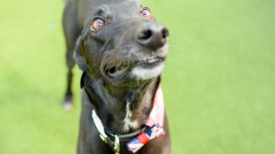 MARCO Battersea Dogs & Cats Home