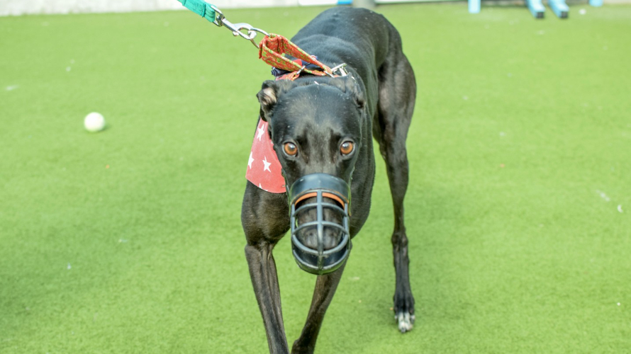 MARCO Battersea Dogs & Cats Home