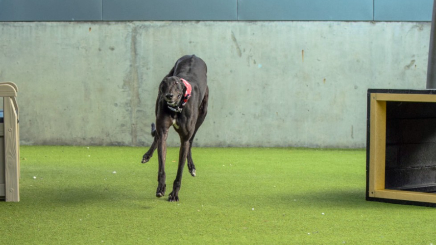 MARCO Battersea Dogs & Cats Home