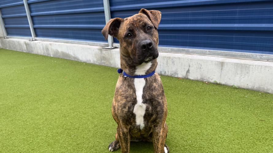 BRYN Battersea Dogs & Cats Home