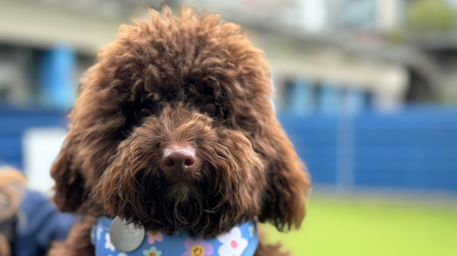 DONATELLA Battersea Dogs & Cats Home