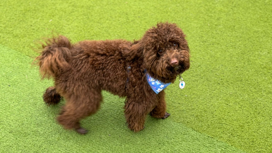 DONATELLA Battersea Dogs & Cats Home