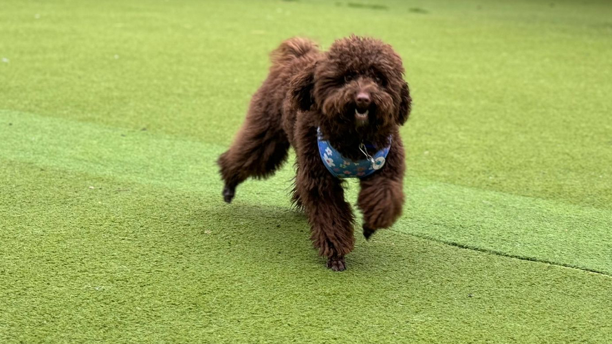 DONATELLA Battersea Dogs & Cats Home