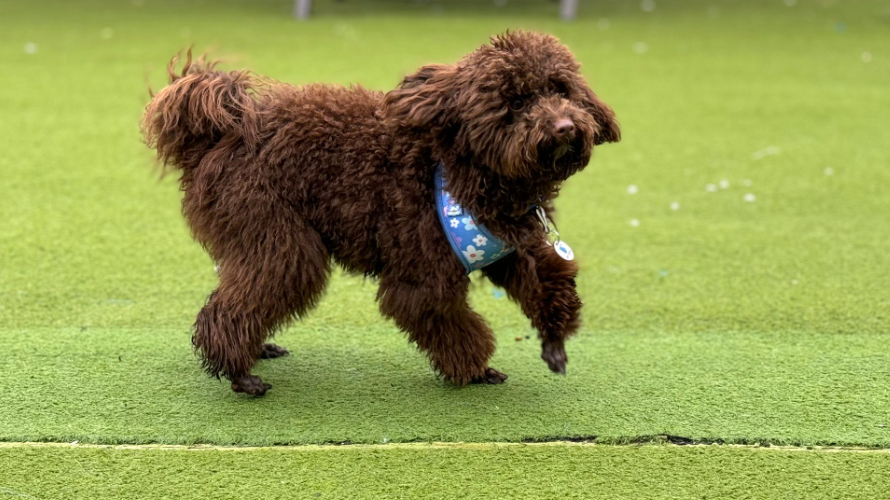 DONATELLA Battersea Dogs & Cats Home