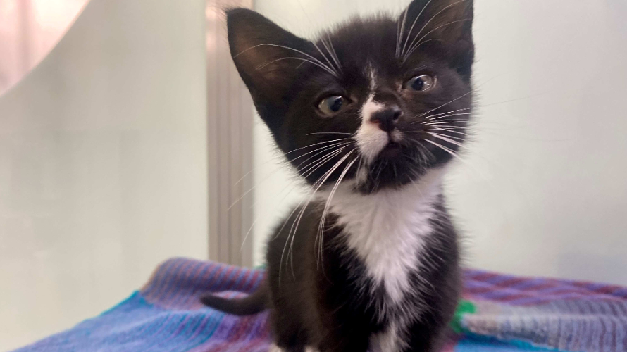 AUTUMN Battersea Dogs & Cats Home