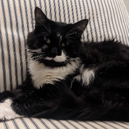 SIR FLUFFALOT