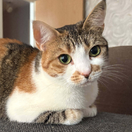 YOKU