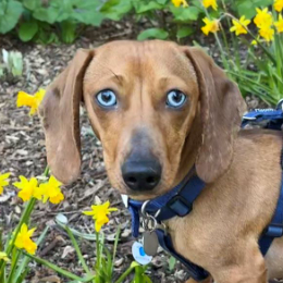 DAISY