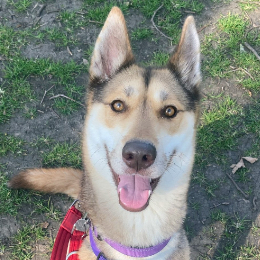 SKYLA