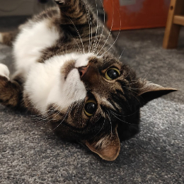 JASMINE