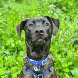 HERA