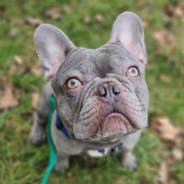 SMURF