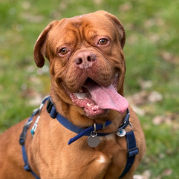 RUDI
