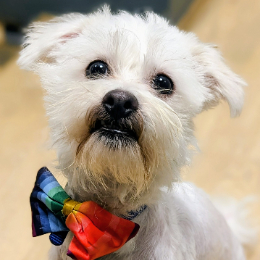 TEDDY