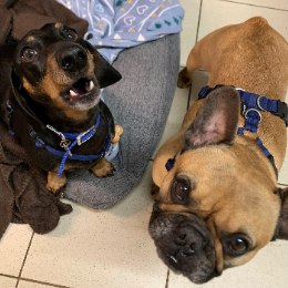 ROSIE (& CRUMB)