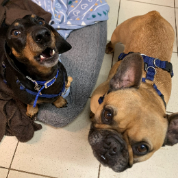 CRUMB (& ROSIE)
