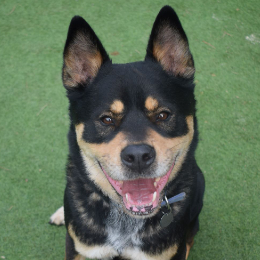 KOBA
