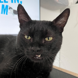 COUNT PURRCULA