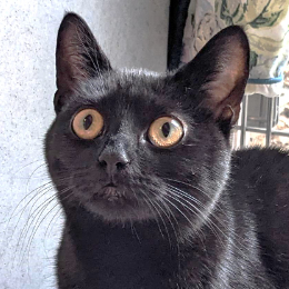 JEMIMA