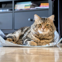 CARAMEL