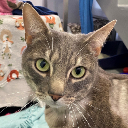 ODIN THE GREY