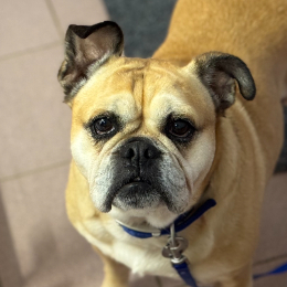 MAGGIE