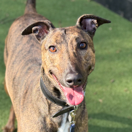 ARCHIE