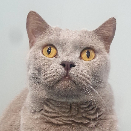 LUNA ZUNA