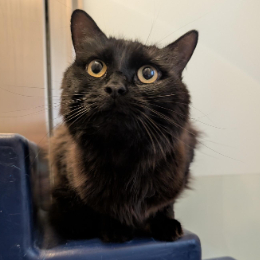 ROSIE