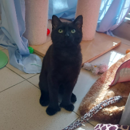PEDRO