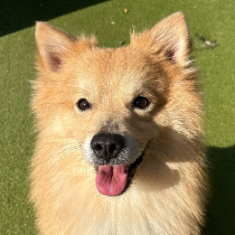 BEAU