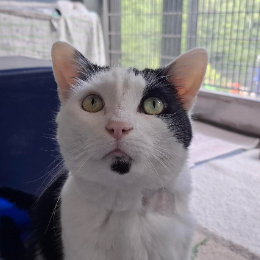 TOBY