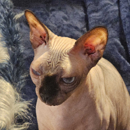 ROMEO