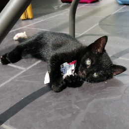 PIPPIN